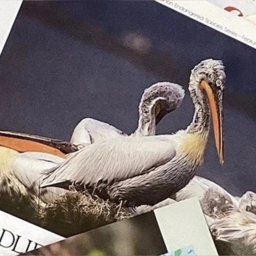 Vintage Camera Canon Wildlife Campaign Print Ads Lot 25 Color Original Magazine